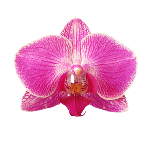 Orchidea_2(0)